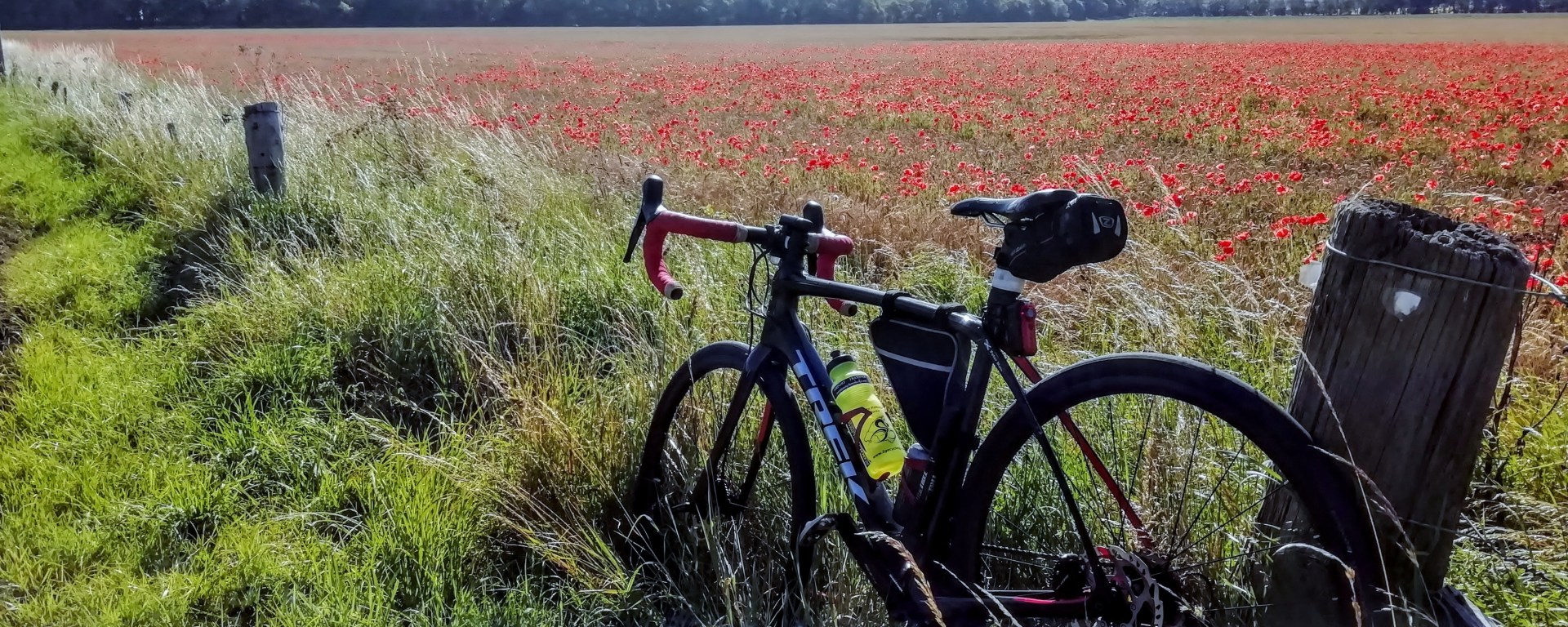 A Trek to see poppys